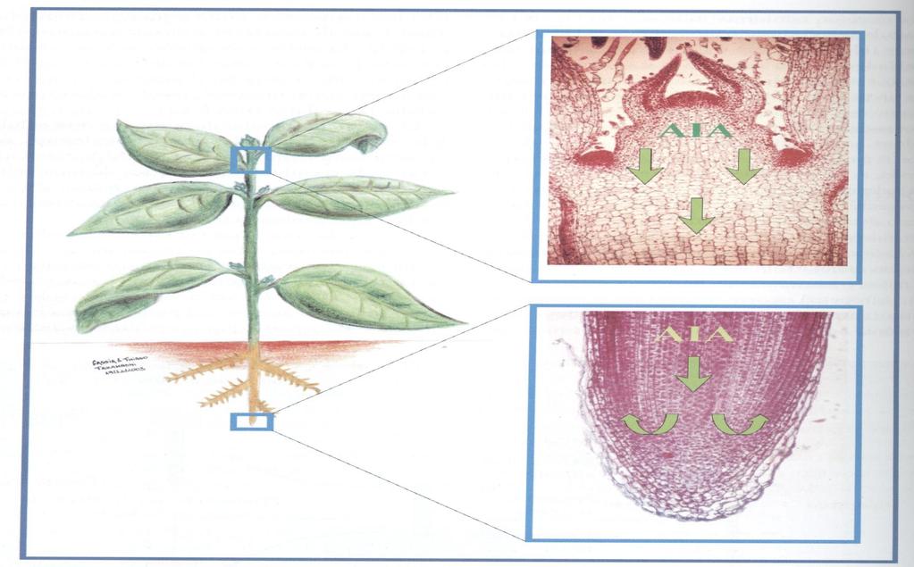 Esquema de uma planta mostrando a chegada de AIA na raiz pelo cilindro vascular (transporte acrópeto) e sua