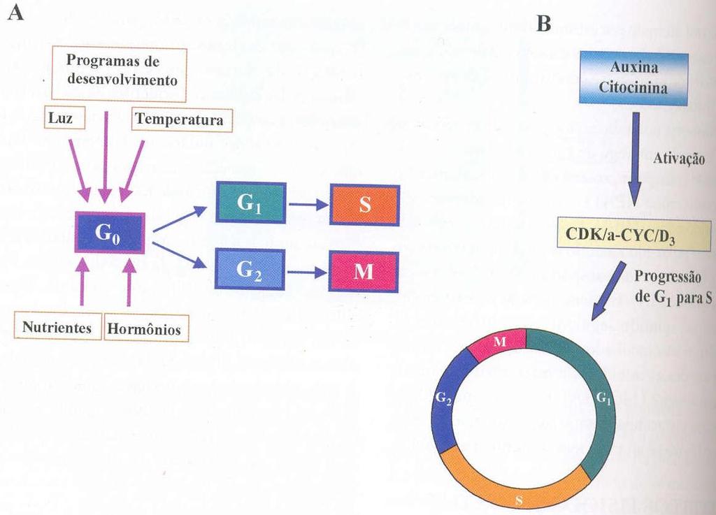 Auxinas Figura 9- Vias de sinalização que acoplam a percepção do meio ambiente com o controle da divisão celular.