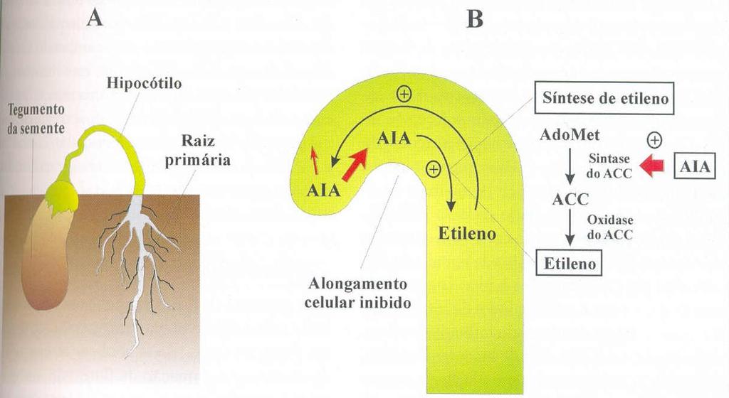 Auxinas FORMAÇÃO DO GANCHO APICAL Figura 14- Plântula de