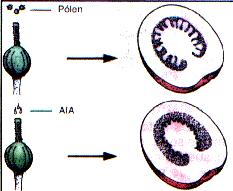 Auxinas Crescimento dos frutos: auxina liberada pelas sementes em formação. Frutos partenocárpicos: pulverizando-se auxina sobre flores não fecundadas.