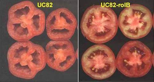 Auxinas Figura 17- Produção de frutos partenocárpicos de tomate com aplicação