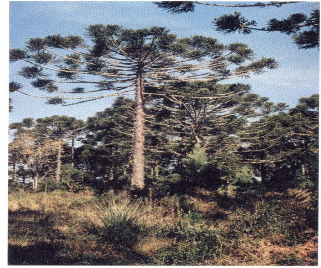 Araucaria angustifolia no sul do Brasil, na qual se pode