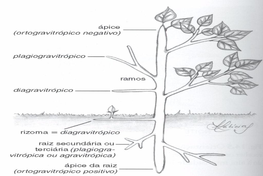 Diagrama ilustrando os vários tipos de respostas