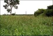 Gramíneas tropicais C4 MILHETO MILHETO Pennisetum americanum Gramínea tropical Planta anual Cultivares