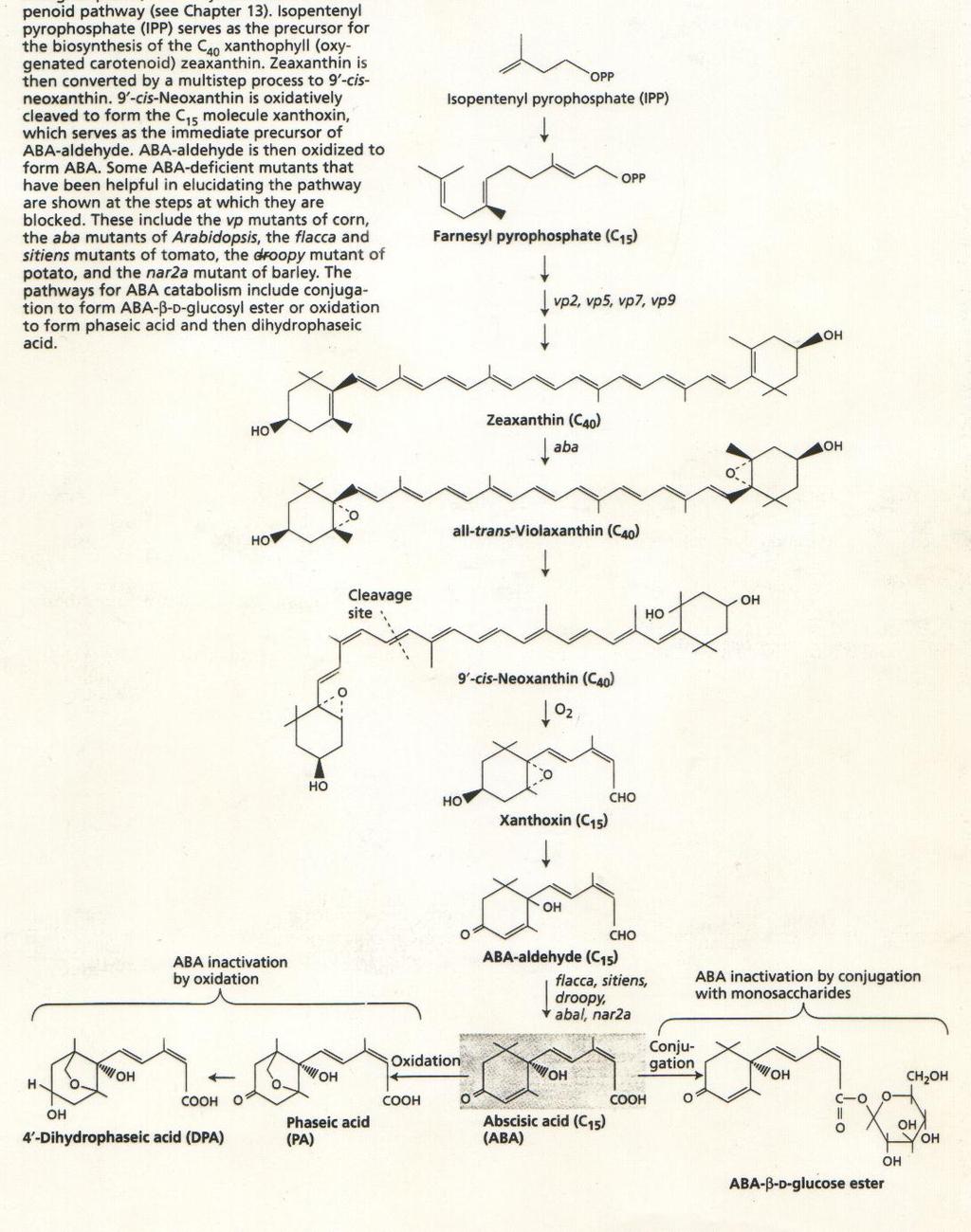 BIOSSÍNTESE DO ÁCIDO ABSCÍSICO Composto