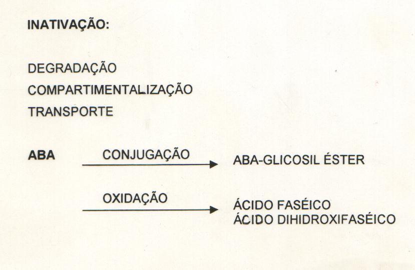 ABA ÁCIDO FASÉICO