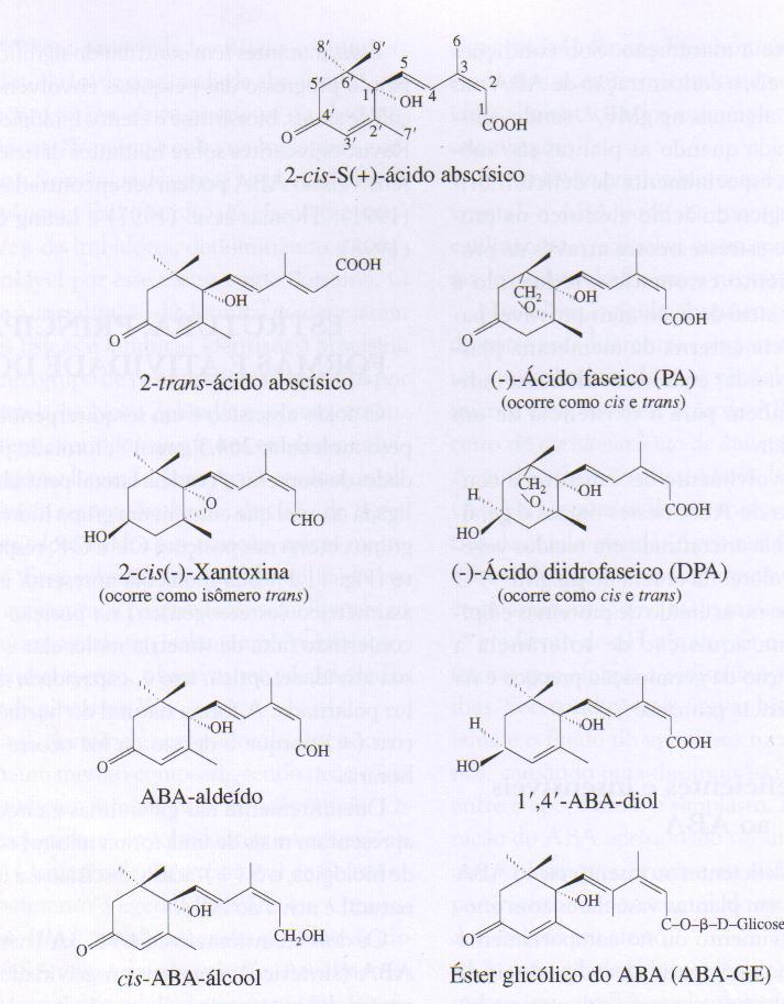 COMPOSTOS CORRELATOS NATURAIS QUE FAZEM PARTE DA BIOSSÍNTESE E/OU