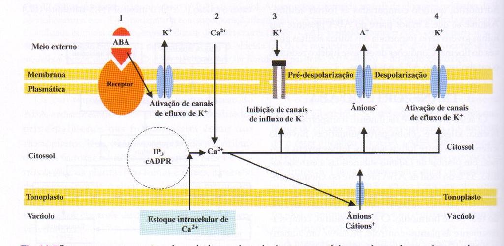 MODO DE AÇÃO DO ÁCIDO ABSCÍSICO EM