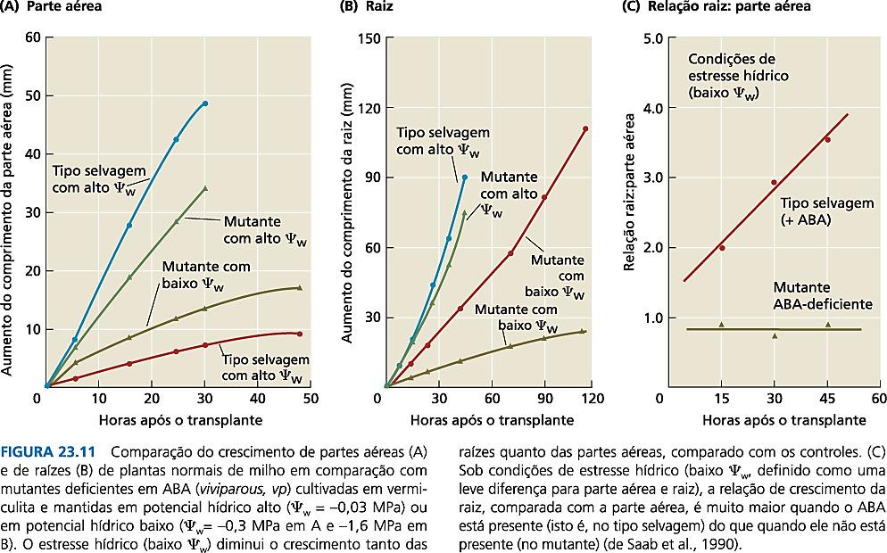 Em baixos potenciais hídricos, o ABA promove o