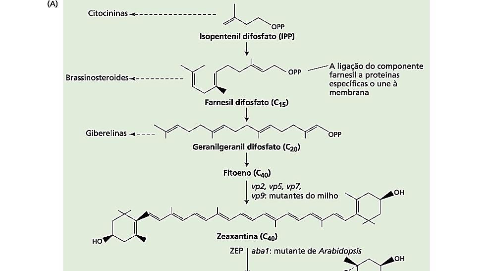 Biossíntese e metabolismo do ABA através da rota dos terpenoides.