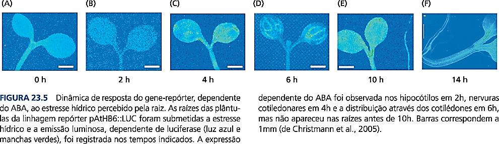 O ABA é translocado no tecido vascular O ABA é transportado tanto pelo xilema quanto pelo floema, mas ele é mais abundante na seiva do floema; Estudos utilizando a ativação de gene-repórter