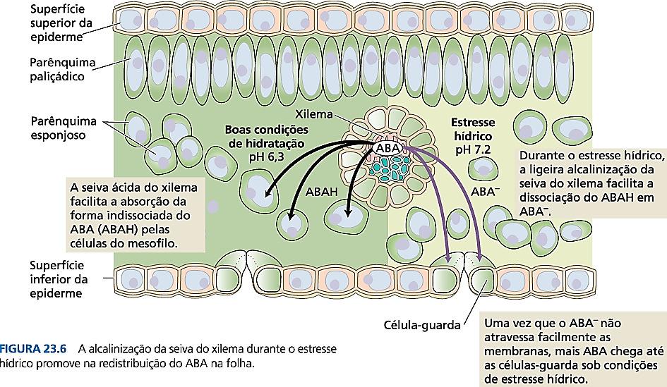 As alterações do ph aumentam a quantidade de ABA que chega às células-guardas por meio da corrente de transpiração durante o estresse hídrico Desta forma, o ABA pode ser redistribuído na folha