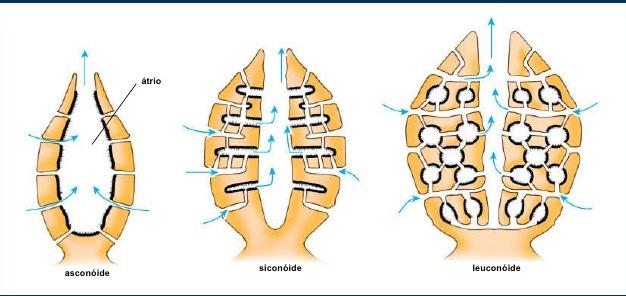 - Porque esses padrões de complexidade apresentam um papel importante no entendimento da contrução corporal versus tamanho do corpo versus aproveitamento do sistema aquífero.