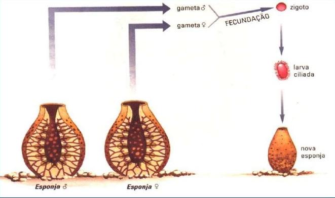 Na reprodução sexuada, o que acontece é: REPRODUÇÃO SEXUADA - mesmo a maioria das esponjas sendo hermafroditas (macho e fêmea no mesmo individuo) não