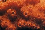 O melhor é saber que Porifera inclui seres que representam a fascinante transição dos seres unicelulares (alguma linhagem de Protista no caso de a mesma de Choanoflagellata) para o seres