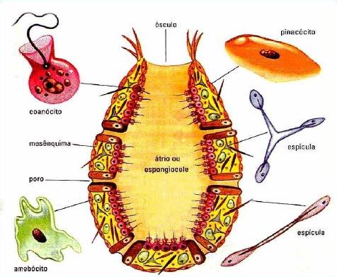 ESTRUTURA DE UMA ESPONJA - do latim Porus poro e ferre possuir; - seres popularmente conhecidos como esponjas; - animais sésseis, filtratores e multicelulares que se utilizam de células flageladas