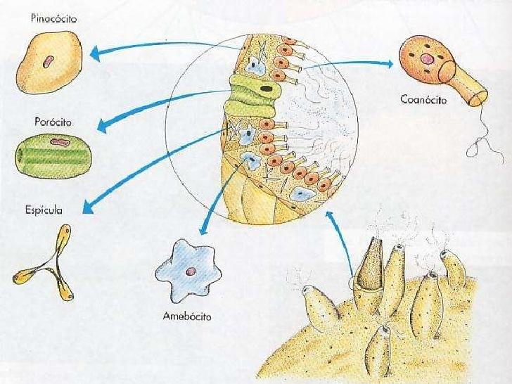 CARACTERÍSTICAS DE PORIFERA CARACTERÍSTICAS DE PORIFERA - Não chegam a gástrula durante o desenvolvimento embrionário sem folhetos - Não formam tecidos são Parazoários - Não possuem boca nem ânus -