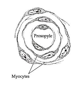 - Além desses tipos celulares (pinacócitos, porócitos, coanócitos, esclerócitos) existem os miócitos: células encontradas no mesoílo com função de contração, ficam