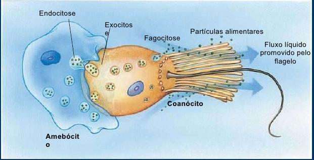 arqueócito miócito Sistemas - nutrição: digestão intracelular (fago- e pinocitose).