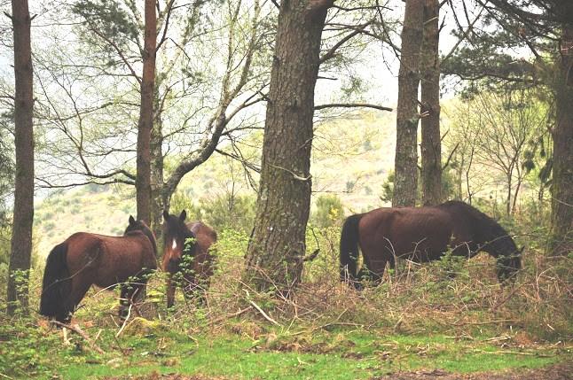 . Lamas de Mouro, em plena montanha,