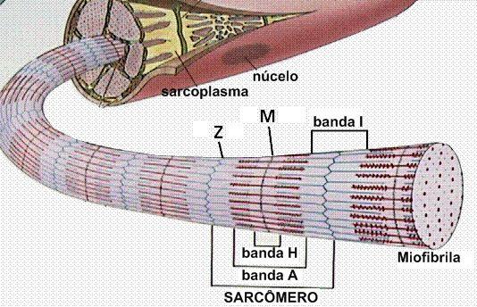 Músculo Esquelético Célula muscular (miofibrila): SARCÔMERO unidade morfofuncional intra-celular Limites: entre duas linhas Z BANDA