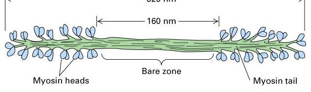 Microfilamentos de Miosina As moléculas de miosina II, nas células musculares, podem se agrupar em