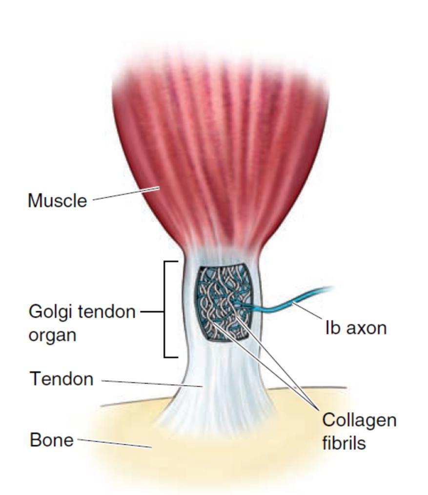 Órgãos tendinosos de Golgi Propriocetores (sistema somatossensorial) Encontram-se entre as fibras de colagénio que formam os tendões São ativados por aumentos da tensão no tendão