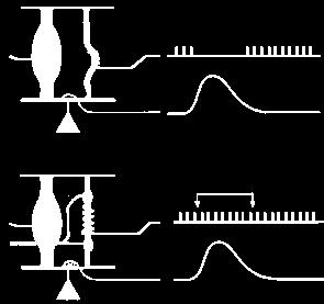 Neurónios motores regulam a sensibilidade do fuso muscular DURANTE a contração muscular Contração SEM a co-activação -, o fuso fica insensível às variações de