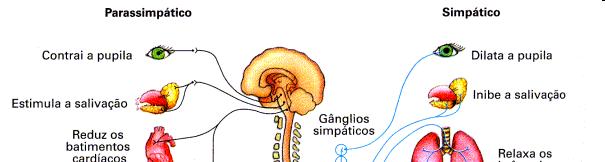 Tipos de nervos O SNP tem a função de comunicação com o SNC