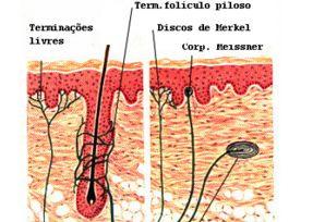 Tipos de nervos 2) Nervos motores só possuem fibras