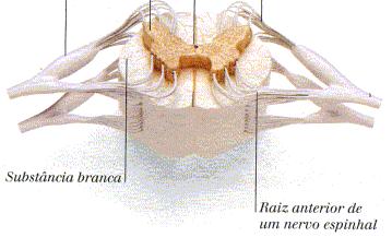 GÂNGLIOS Os gânglios são centros nervosos que se dispõem ao longo da medula, conhecidos como gânglios espinhais.