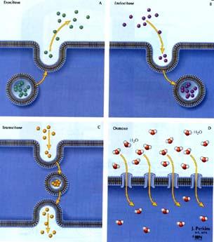 Outras formas de Transporte de moléculas através da membrana plasmática Exocitose: Moléculas são expelidas para