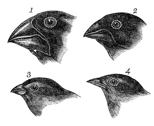 Plesiomorfia condição ancestral de uma estrutura ou