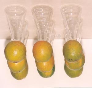 21 Figura 7 - Vista geral do experimento para determinação do tempo de penetração das lagartas recém eclodidas de Ecdytolopha aurantiana em frutos de laranja variedade Pêra 3.