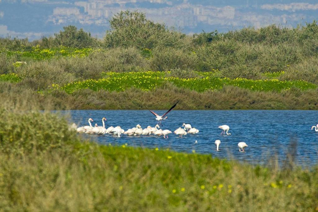 - majestoso estuário, propício