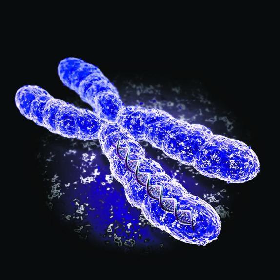 Genética no cotidiano Seres humanos o Cromossomos o Quantidade: o