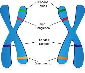 Genética no cotidiano Sobre... o Cromossomos homólogos: Cromossomos que juntos formam um par.