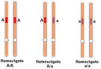 Genética no cotidiano Sobre... o Gene Homozigoto: São genes iguais para a mesma característica genética.