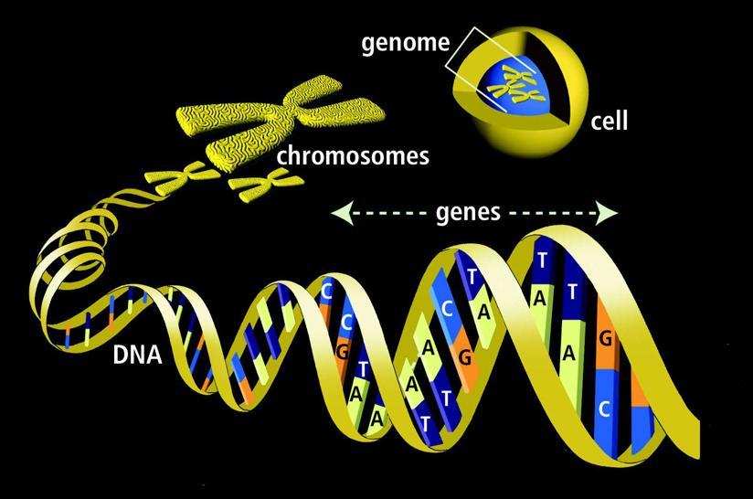 Genética no cotidiano Sobre... o Genoma: Conjunto de genes de um organismo.