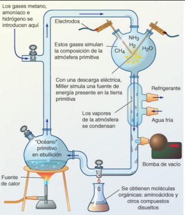 Imagem 4: experimento de Stanley Miller. EVOLUÇÃO Teoria criacionista: As espécies mantêm os mesmos caracteres desde a sua criação divina, sem alterações ao longo do tempo.