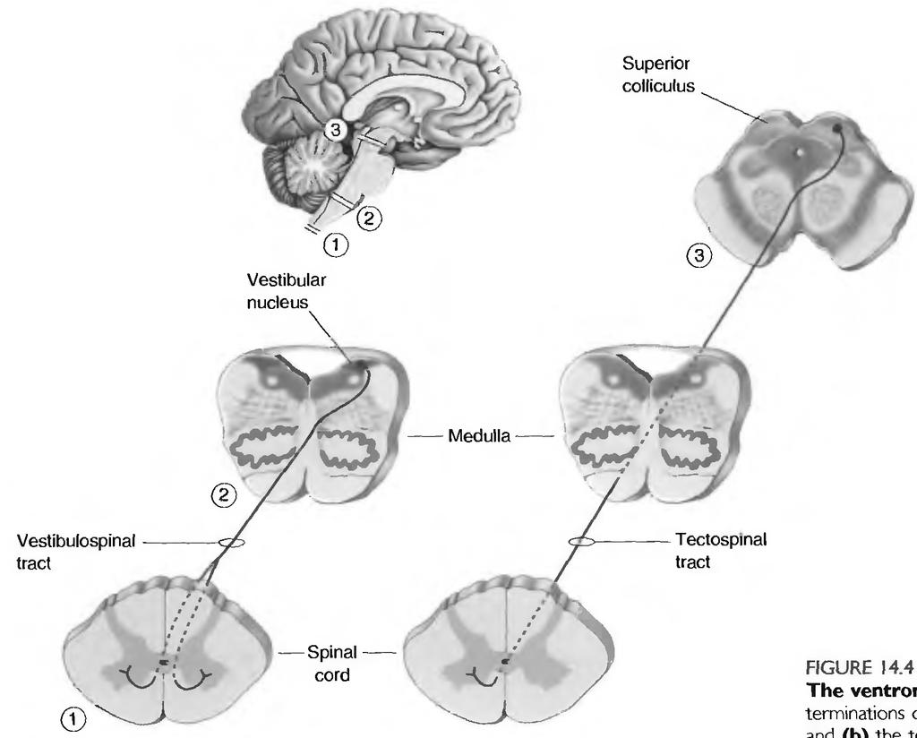 Via de Condução (5/7) AS VIAS VENTROMEDIAIS Controlam a postura do tronco e os músculos antigravitacionais dos membros inferiores Colículo Superior (Tecto) Núcleo Vestibular Cerebelo Bulbo