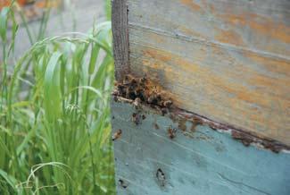 A INFORMAÇÃO OFICIAL SOBRE A TOXIDADE DE PESTICIDAS PARA ABELHAS, DIVULGADA EM 1965-2010 E, PELA SAPI/ISA, DESDE 1999 Ao longo de 60 anos de actividade profissional, jamais se optou pela apicultura,