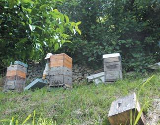 Quadro 2 Diversidade da classificação toxicológica para as abelhas, nos Guias da Autoridade Fitossanitária Nacional, entre 2005 e 2010, relativa a 23 pesticidas P, N e S Substância activa 2005 2005