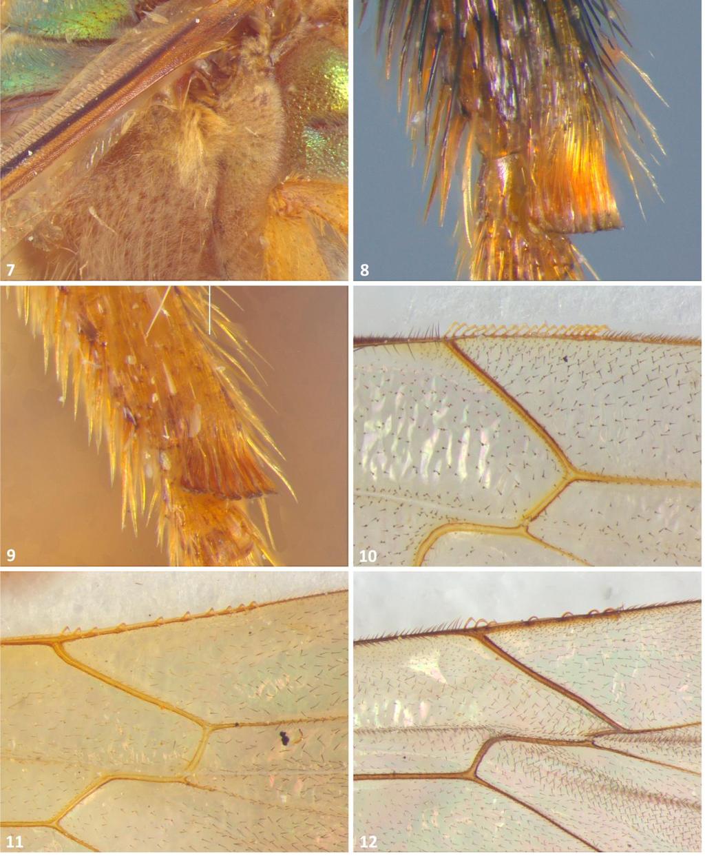 26 FIGURA 7-12: (7). Metepisterno de M. amoena. (8). Basitarso posterior de X. nigrofemorata. (9).