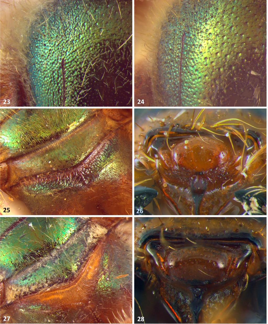 48 FIGURA 23-28: Fêmeas de Megalopta. (23). Pontuação no mesoscuto de M. aeneicollis (24). Pontuação no mesoscuto de M. aegis. (25).