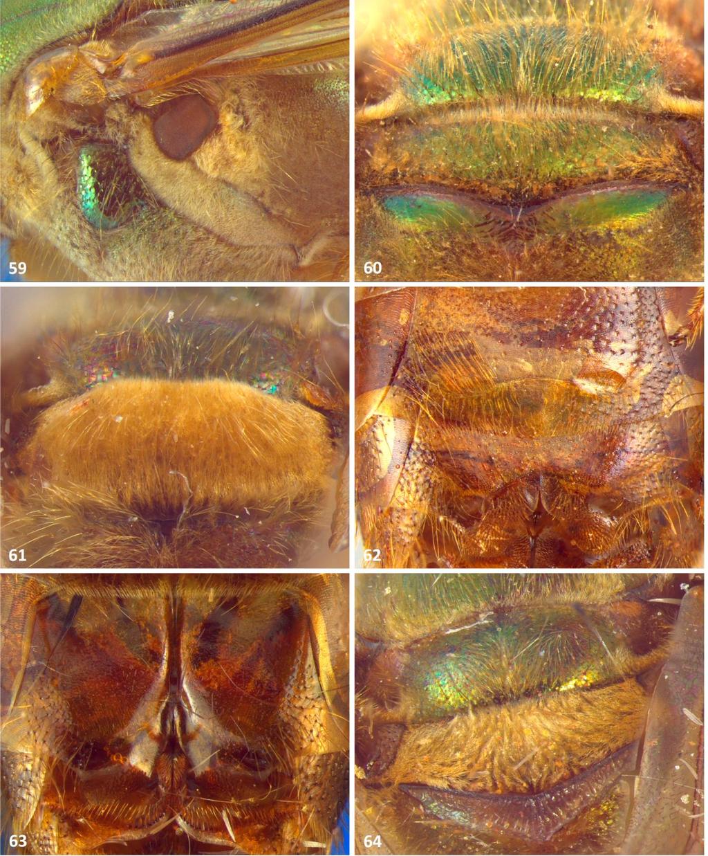 54 FIGURA 59-64: Machos de Megalopta. (59). Metepisterno de M. amoena. (60) Metanoto e área basal do metaposnoto de M. sulciventris. (61).