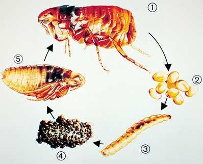 As espécies mais importantes incluem a Ctenocephalides felis (a pulga do gato) é a pulga mais comum que afeta cães e gatos em todo o mundo.