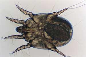 Sua infestação causa um prurido intenso, levando a eritema, erupções papulares, feridas, formação de crostas e infecção bacteriana secundária.