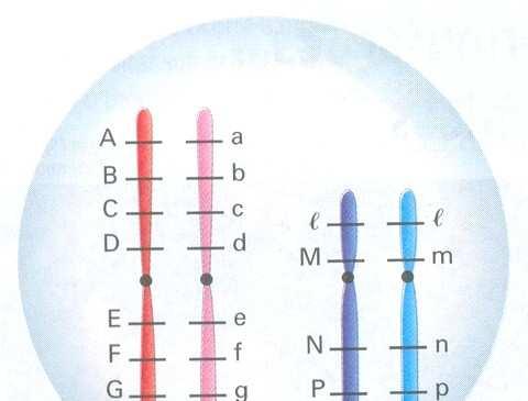 Devido um organismo possuir milhares de genes e apenas alguns pares de cromossomos, é de se esperar, portanto, que um número razoável de pares de genes