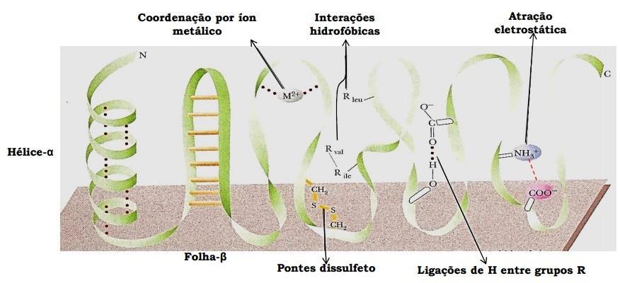 ESTRUTURA TERCIÁRIA É o arranjo tridimensional da cadeia peptídica estabilizado por interações entre grupos de aminoácidos distantes.